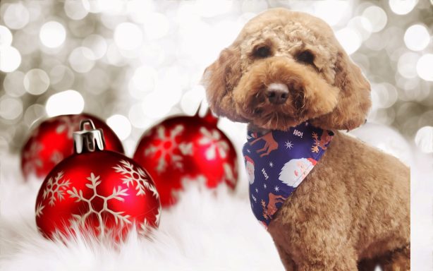 Rosie cockapoo 